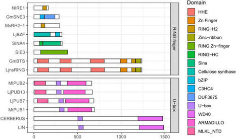 Ubiquitination as a multi-layer regulatory network in legume-rhizobium symbiosis&nbsp; | Plant-Microbe Symbiosis | Scoop.it