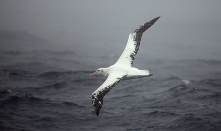 D'ici 2050, 99% des oiseaux marins auront avalé du plastique | Biodiversité | Scoop.it