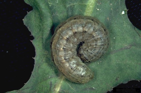 « Du gras à ours », généreusement mis à disposition près des sommets par les noctuelles estivantes | EntomoNews | Scoop.it