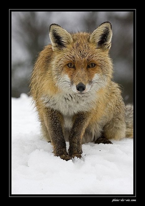 Les Pyr&eacute;n&eacute;es racont&eacute;es en 5 clich&eacute;s par le photographe Michael Martinez - Pyrenees.com | Vall&eacute;es d'Aure & Louron - Pyr&eacute;n&eacute;es | Scoop.it