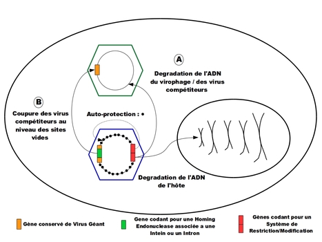 Les Virus G&eacute;ants et leurs &eacute;l&eacute;ments g&eacute;n&eacute;tiques mobiles : une histoire de symbiose ? | Life Sciences Universit&eacute; Paris-Saclay | Scoop.it