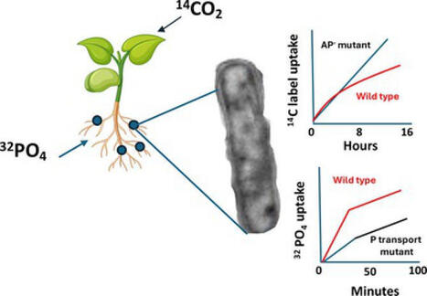 Observations Concerning Rhizobium tropici Bacteroid Phosphorus Stress Response During Symbiosis With Phaseolus vulgaris | Plant-Microbe Symbiosis | Scoop.it