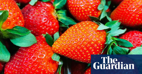 ‘Too big to fit in your mouth’: sunny spring delivers crop of ‘giant’ UK strawberries | Food & drink industry | The Guardian | Microeconomics: IB Economics | Scoop.it