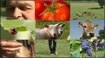 Les "Chiffres clés" édition 2013 - Agence BIO | Graines de doc | Scoop.it