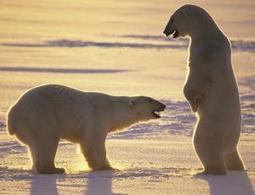 Polar bear penis bone may be weakened by pollution | No Such Thing As The News | Scoop.it