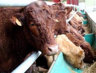 Plus d'une centaine de foyers de tuberculose bovine recensés en France - Grands Troupeaux | Pastoralisme Ours Loups Lynx | Scoop.it