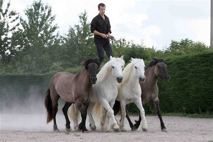 Yvré-l'Evêque. Spectacle et compétition aux Mondiaux de voltige équestre - Le Mans.maville.com | Cheval et sport | Scoop.it