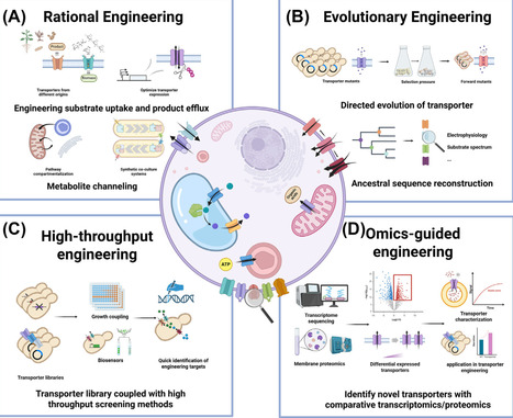 Engineering and characterization of small-molecule transporters for cell factories | Tin | RMH | Scoop.it