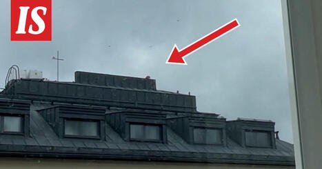 Video: Turussa erikoinen tapahtuma kerrostalon katolla – kettu kiipesi, pelastuslaitos pelasti | 1Uutiset - Lukemisen tähden | Scoop.it