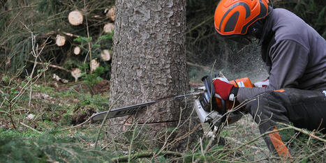 Faut-il une autorisation pour abattre un arbre de mon jardin ? Le Monde | La SELECTION du Web | CAUE des Vosges - www.caue88.com | Scoop.it