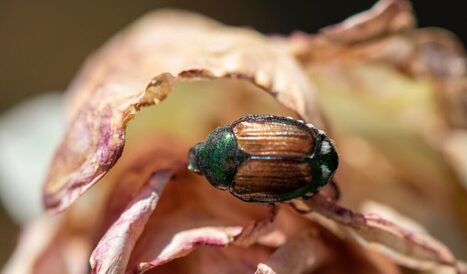 More money needed for fight against two invasive bugs, WA agriculture department says | Industry 411 - Waste Management | Scoop.it