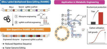 RiboJ-assisted non-repeated sgRNA arrays for enhanced CRISPR multiplex genome engineering in Escherichia coli | RMH | Scoop.it