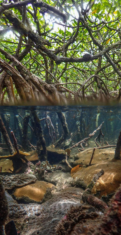 La mangrove au secours des coraux "stressés" | Biodiversité | Scoop.it