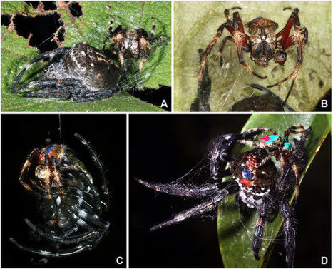 Pratiques sexuelles orales chez les araignées / Spider behaviors include oral sexual encounters | EntomoNews | Scoop.it