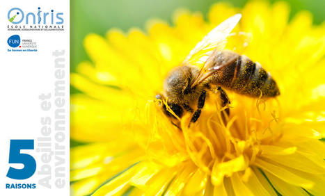 5 Raisons de suivre le MOOC Abeilles et environnement | Variétés entomologiques | Scoop.it