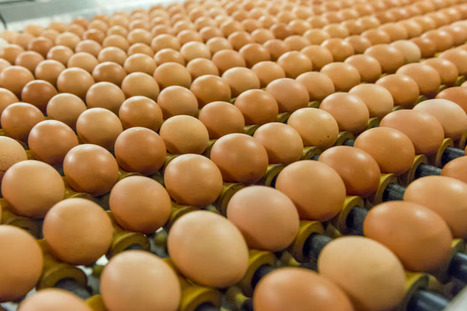 &OElig;ufs : comment les industriels se sont organis&eacute;s pour faire face au manque de mati&egrave;re premi&egrave;re | AGROALIMENTAIRE | Scoop.it