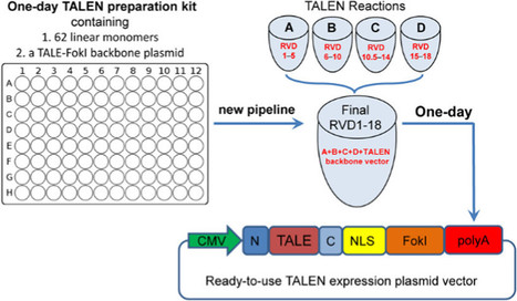 One-Day TALEN Assembly Protocol and a Dual-Tagging System for Genome Editing - ACS Omega | TAL effector science | Scoop.it