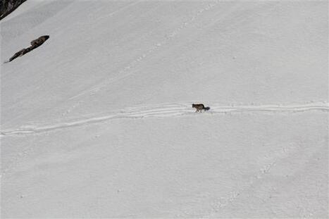 Un loup surpris par un photographe au Reposoir | Loup | Scoop.it