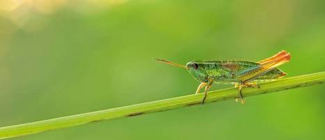 Insect decline more extensive than suspected - Technical University of Munich (TUM) | Biodiversité | Scoop.it