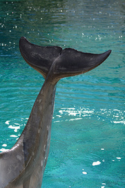 Using Keyword Research to Find Long-Tail Keyword Phrases | Writing_me | Scoop.it