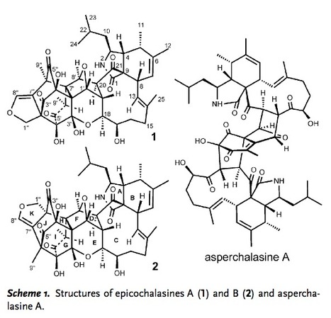Epicochalasines A and B: Two Bioactive Merocytochalasans Bearing Caged Epicoccine Dimer Units from Aspergillus flavipes | Natural Products Chemistry Breaking News | Scoop.it