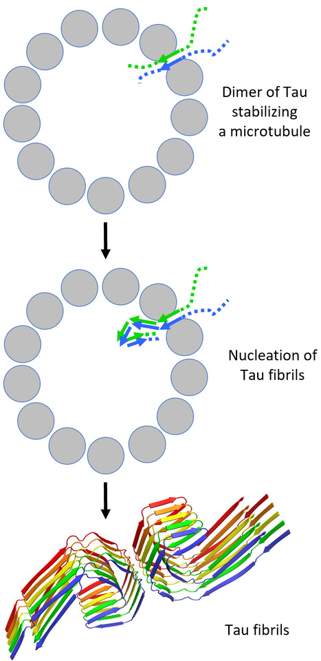 L&rsquo;&eacute;tude de l&rsquo;interaction de Tau avec la tubuline sugg&egrave;re un lien avec son agr&eacute;gation | Life Sciences Universit&eacute; Paris-Saclay | Scoop.it