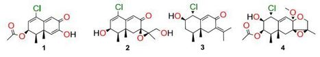 Four New Chloro-Eremophilane Sesquiterpenes from an Antarctic Deep-Sea Derived Fungus, Penicillium sp. PR19N-1 | Natural Products Chemistry Breaking News | Scoop.it
