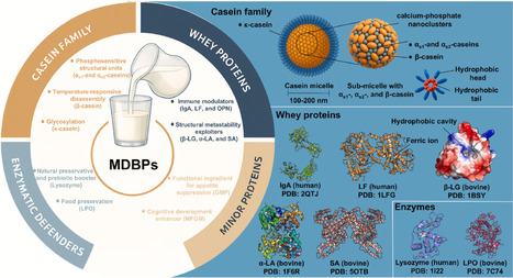 Engineering microbial cell factories for milk-derived bioactive proteins: Structural-functional profiling, chassis selection, and full-pipeline expression control | RMH | Scoop.it
