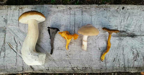 Tunnistatko 30 tavallisinta sient&auml;? Tied&auml;tk&ouml; mit&auml; kannattaa poimia? Tee testi! | Luonto | Yle | 1Uutiset - Lukemisen t&auml;hden | Scoop.it