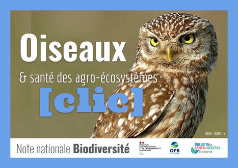 « Oiseaux & santé des agro-écosystèmes » - Notes Nationales Biodiversité - Ecophytopic | Biodiversité | Scoop.it