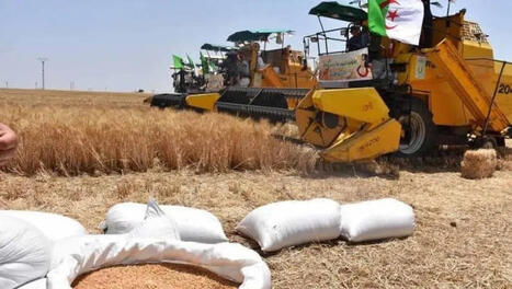 Face aux tensions du march&eacute; mondial du bl&eacute;: L&rsquo;ALGERIE s&eacute;curise sa souverainet&eacute; c&eacute;r&eacute;ali&egrave;re&nbsp; | L'Echo d'Alg&eacute;rie | MED-Amin network | Scoop.it