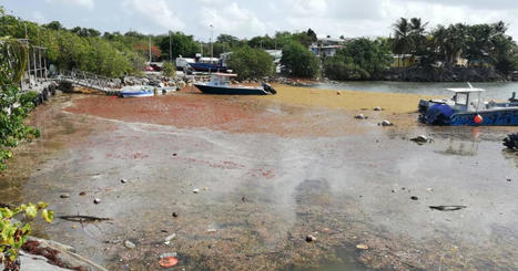 Sargasses : où peut-on se baigner en Guadeloupe? | Biodiversité | Scoop.it