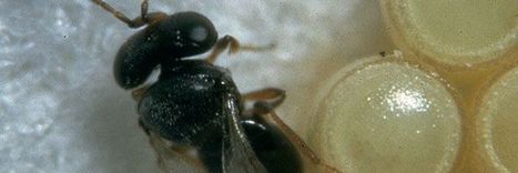 L'alternative aux pesticides est dans la nature | EntomoNews | Scoop.it
