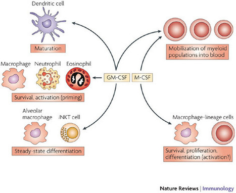 Multiple Sclerosis Research: Research: GM-CSF a Target for T cells | Immunopathology & Immunotherapy | Scoop.it