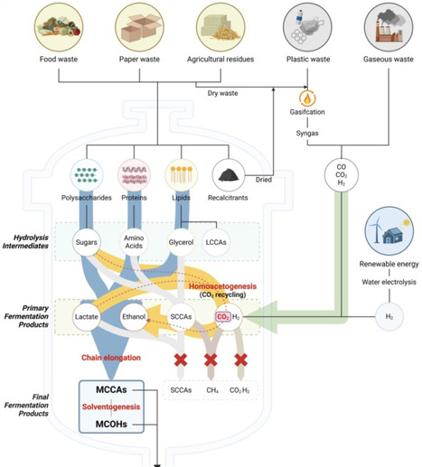 Carbon-efficient waste upcycling: combining syngas fermentation and chain elongation with synthetic consortia | Cin | RMH | Scoop.it