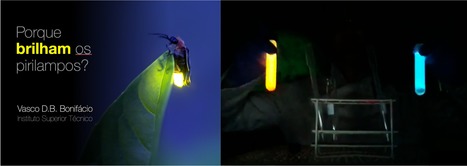 Why do Fireflies Shine? | iBB | Scoop.it