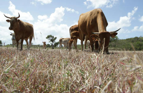 Guadeloupe : 2022 aura été mouvementée pour l'élevage et la viande locale | Actualité Bétail | Scoop.it