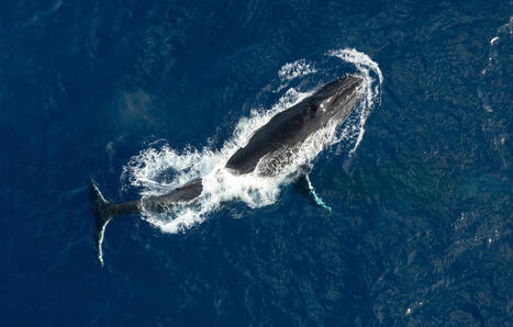 Deux baleines &agrave; bosse effectuent une travers&eacute;e record entre l&rsquo;Australie et le Br&eacute;sil | Biodiversit&eacute; - @ZEHUB on Twitter | Scoop.it