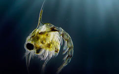 European fisheries flip with long-term ocean cycle | Coastal Restoration | Scoop.it