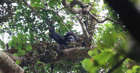 Schimpanser får i sig mer än två standardglas alkohol om dagen | 1Uutiset - Lukemisen tähden | Scoop.it