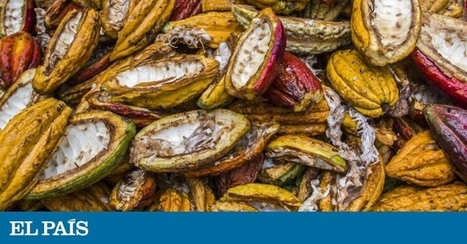 CACAO: La barra de chocolate ‘blockchain’ que fomenta el desarrollo en Ecuador | Planeta Futuro | Educación, TIC y ecología | Scoop.it