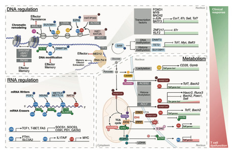 R&eacute;gulation &eacute;pig&eacute;n&eacute;tique, &eacute;pitranscriptomique et m&eacute;tabolique de l&rsquo;&eacute;puisement des lymphocytes T | Life Sciences Universit&eacute; Paris-Saclay | Scoop.it