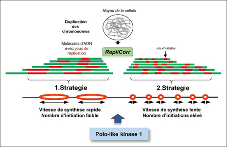 Yin-Yang dans la duplication des chromosomes | Life Sciences Université Paris-Saclay | Scoop.it