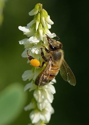 Valkomesikkä | Wikiwand | 1Uutiset - Lukemisen tähden | Scoop.it