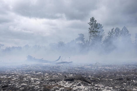 EN IMAGES. Incendie dans les Landes&nbsp;: paysages de d&eacute;solation &agrave; Biscarrosse | Landes | Scoop.it