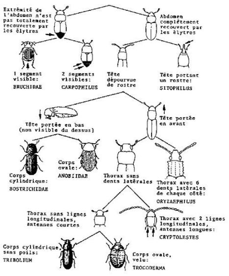 Principaux insectes nuisibles des denrées stockées | Insect Archive | Scoop.it