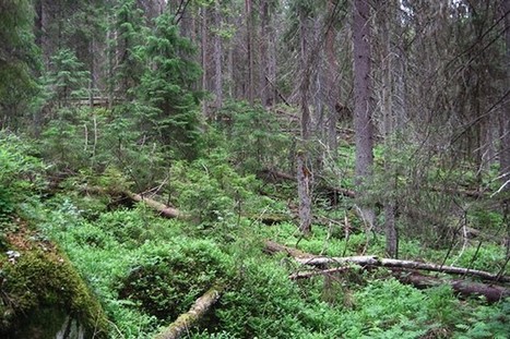 Suomen Luonto - Käy oikeassa luonnonmetsässä | 1Uutiset - Lukemisen tähden | Scoop.it