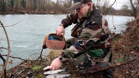 Pêche interdite dans les lacs des Hautes-Pyrénées: le président de la fédération réagit | Vallées d'Aure & Louron - Pyrénées | Scoop.it