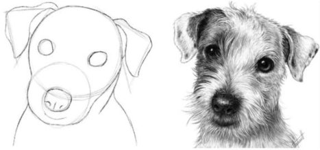 Seeing Shapes in a Photo of a Dog's Head Drawing Tutorial | Drawing and Painting Tutorials | Scoop.it