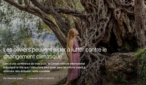 Les oliviers peuvent aider à lutter contre le CHANGEMENT CLIMATIQUE | CIHEAM Press Review | Scoop.it